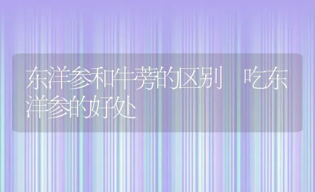 东洋参和牛蒡的区别 吃东洋参的好处 | 养殖资料投稿
