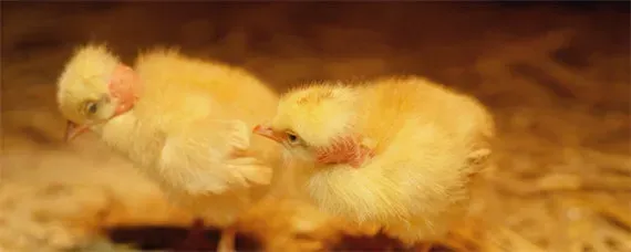 小鸡的窝里放什么暖和