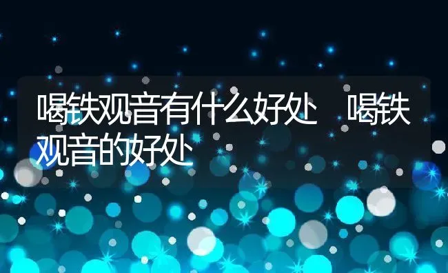 喝铁观音有什么好处 喝铁观音的好处 | 养殖资料投稿