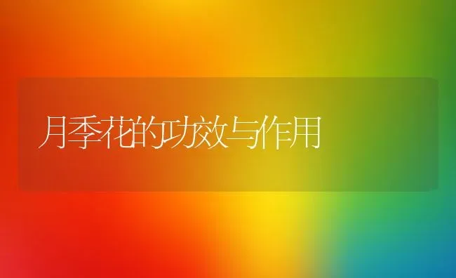 月季花的功效与作用 | 养殖资料投稿