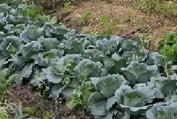 12个实用“小处方” 应对各种蔬菜种植难题