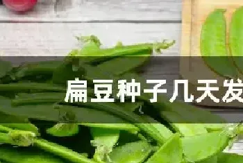 扁豆种子几天发芽