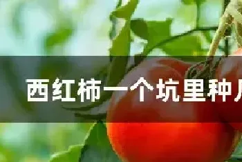 西红柿一个坑里种几棵苗