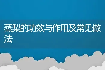 蒸梨的功效与作用及常见做法