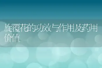 旋覆花的功效与作用及药用价值