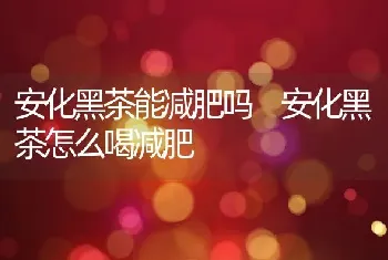 安化黑茶能减肥吗 安化黑茶怎么喝减肥