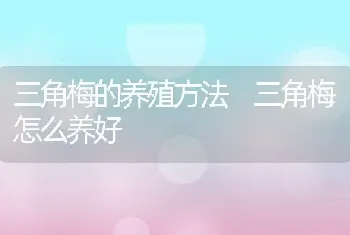 三角梅的养殖方法 三角梅怎么养好