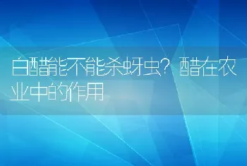 白醋能不能杀蚜虫？醋在农业中的作用