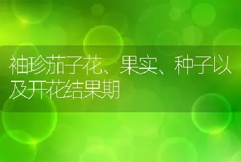 袖珍茄子花、果实、种子以及开花结果期