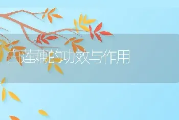 白莲藕的功效与作用