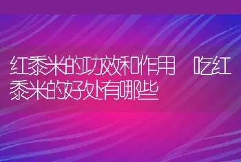 红黍米的功效和作用 吃红黍米的好处有哪些