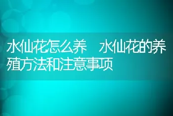 水仙花怎么养 水仙花的养殖方法和注意事项