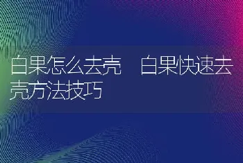 白果怎么去壳 白果快速去壳方法技巧