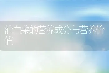 油白菜的营养成分与营养价值