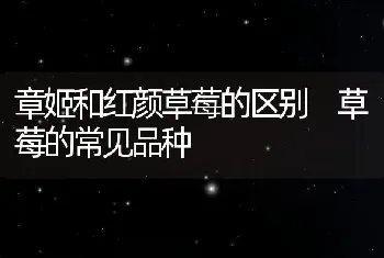 清香木怎么养 清香木的养殖方法和注意事项