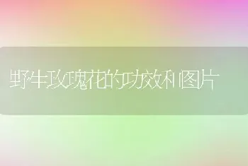 野生玫瑰花的功效和图片