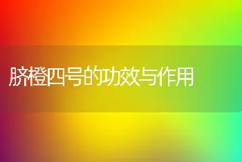 脐橙四号的功效与作用