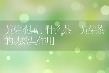 矮向日葵如何种 矮向日葵的种植方法技巧