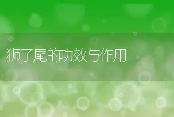 狮子尾的功效与作用