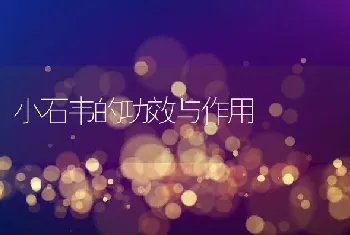 小石韦的功效与作用