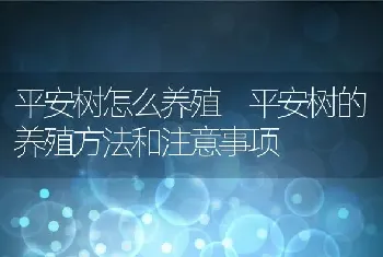 平安树怎么养殖 平安树的养殖方法和注意事项