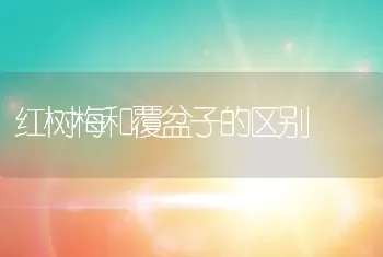 红树梅和覆盆子的区别