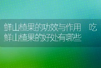 鲜山楂果的功效与作用 吃鲜山楂果的好处有哪些