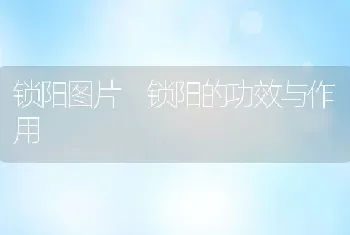 锁阳图片 锁阳的功效与作用