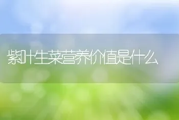 紫叶生菜营养价值是什么