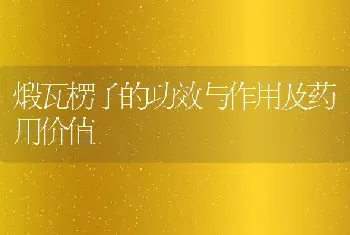 煅瓦楞子的功效与作用及药用价值