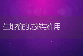 生地榆的功效与作用