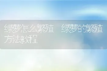 绿萝怎么繁殖 绿萝的繁殖方法教程