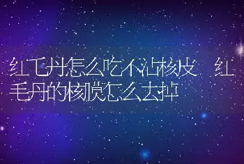 红毛丹怎么吃不沾核皮 红毛丹的核膜怎么去掉