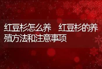 红豆杉怎么养 红豆杉的养殖方法和注意事项