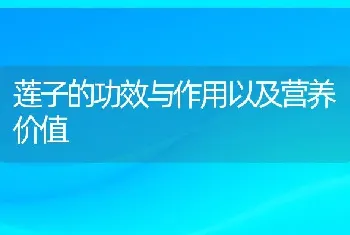 莲子的功效与作用以及营养价值