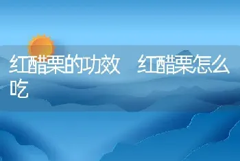 红醋栗的功效 红醋栗怎么吃