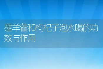 霪羊藿和枸杞子泡水喝的功效与作用