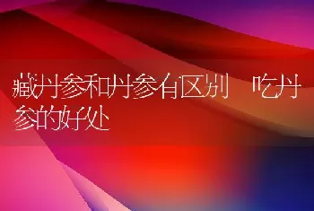 藏丹参和丹参有区别 吃丹参的好处