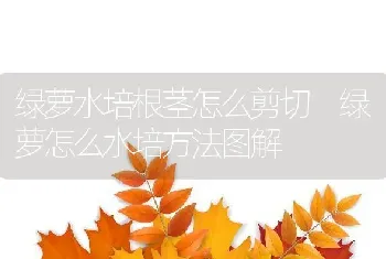 绿萝水培根茎怎么剪切 绿萝怎么水培方法图解