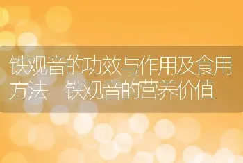 铁观音的功效与作用及食用方法 铁观音的营养价值