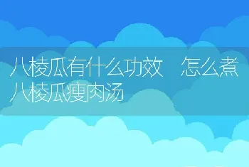 八棱瓜有什么功效 怎么煮八棱瓜瘦肉汤