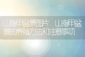 山指甲盆景图片 山指甲盆景的养殖方法和注意事项