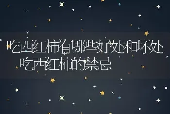 吃西红柿有哪些好处和坏处 吃西红柿的禁忌