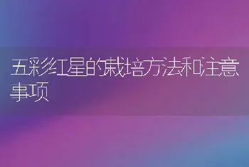 五彩红星的栽培方法和注意事项