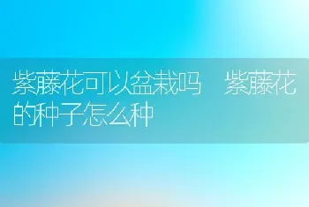 紫藤花可以盆栽吗 紫藤花的种子怎么种