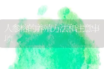 人参榕的养殖方法和注意事项