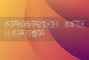 冬笋和春笋的区别 如何区分冬笋与春笋