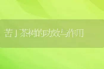 苦丁茶树的功效与作用