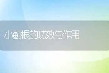 小蓟根的功效与作用