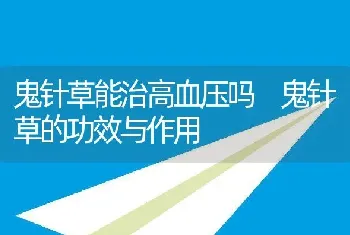 鬼针草能治高血压吗 鬼针草的功效与作用